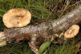 Attēlu rezultāti vaicājumam “Polyporus tuberaster”