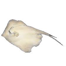 Image result for Bathytoshia centroura