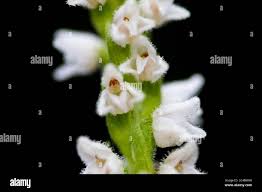Attēlu rezultāti vaicājumam “Goodyera repens flower”