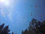 Happy Summer Solstice! Sun, Bats or Butterflies, Cycles of Nature ...