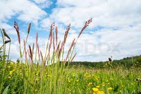 Attēlu rezultāti vaicājumam “Alopecurus pratensis flower”