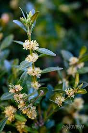 Attēlu rezultāti vaicājumam “Buxus sempervirens flower”