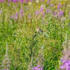 Attēlu rezultāti vaicājumam “Saxicola rubetra juvenile”