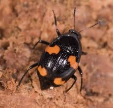 Attēlu rezultāti vaicājumam “Scaphidium quadrimaculatum”