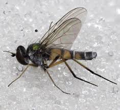 Attēlu rezultāti vaicājumam “Dolichopodidae”