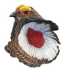 Attēlu rezultāti vaicājumam “Adoxus obscurus”