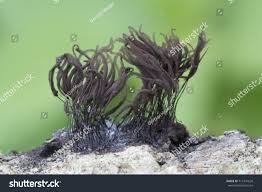 Attēlu rezultāti vaicājumam “Stemonitis axifera young”