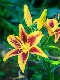 Image result for Lilie