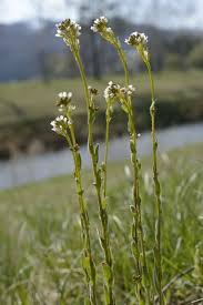 Attēlu rezultāti vaicājumam “Arabis hirsuta flower”