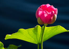 Attēlu rezultāti vaicājumam “Lotus sp. flower”
