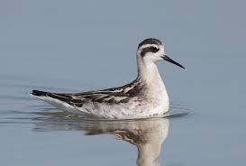 Attēlu rezultāti vaicājumam “Phalaropus lobatus”