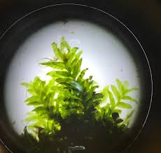 Attēlu rezultāti vaicājumam “Fissidens pusillus”