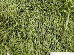 Attēlu rezultāti vaicājumam “Pterigynandrum filiforme”