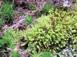 Attēlu rezultāti vaicājumam “Barbilophozia kunzeana”