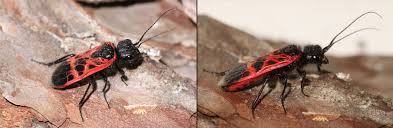 Attēlu rezultāti vaicājumam “Caenolyda reticulata”