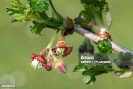 Attēlu rezultāti vaicājumam “Ribes uva-crispa flower”