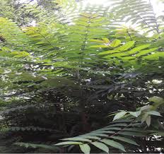 Attēlu rezultāti vaicājumam “Pterocarya fraxinifolia”