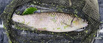 Image result for Plough Angling Society