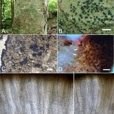 Attēlu rezultāti vaicājumam “Vouauxiomyces santessonii”