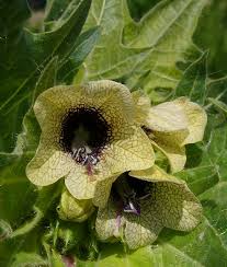 Image result for bilsenkraut