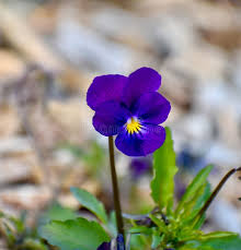 Attēlu rezultāti vaicājumam “Viola tricolor leaf”