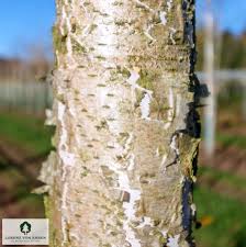 Attēlu rezultāti vaicājumam “Betula pubescens”