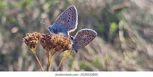 Attēlu rezultāti vaicājumam “Polyommatinae”