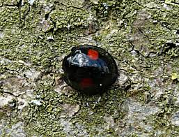 Attēlu rezultāti vaicājumam “Chilocorus renipustulatus”