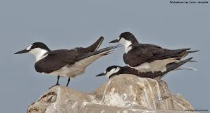 Image result for Onychoprion fuscatus