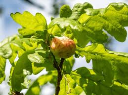 Attēlu rezultāti vaicājumam “Biorhiza pallida”