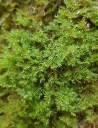 Attēlu rezultāti vaicājumam “Campylium protensum”