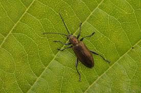 Attēlu rezultāti vaicājumam “Donacia”