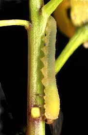 Attēlu rezultāti vaicājumam “Tenthredo scrophulariae exuvia”