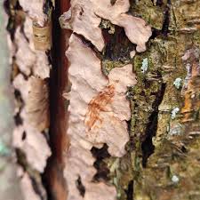 Attēlu rezultāti vaicājumam “Stereum rugosum”