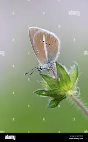 Attēlu rezultāti vaicājumam “Agrodiaetus damon”