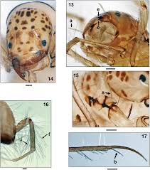 Attēlu rezultāti vaicājumam “Oecetis ochracea”