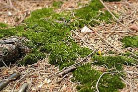 Attēlu rezultāti vaicājumam “Dicranales”