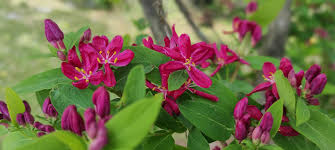 Attēlu rezultāti vaicājumam “Lonicera tatarica flower”