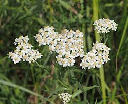 Attēlu rezultāti vaicājumam “Achillea salicifolia flower”