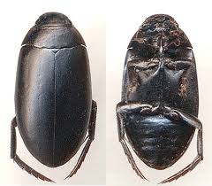 Attēlu rezultāti vaicājumam “Rhantus frontalis”