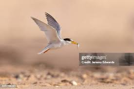 Attēlu rezultāti vaicājumam “Sternula albifrons”