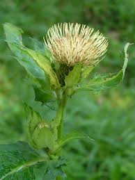 Attēlu rezultāti vaicājumam “Cirsium oleraceum”