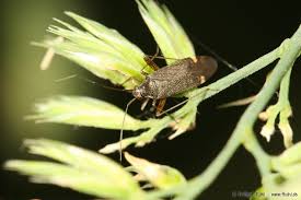 Attēlu rezultāti vaicājumam “Closterotomus biclavatus imago”