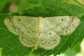 Attēlu rezultāti vaicājumam “Idaea biselata”