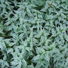 Attēlu rezultāti vaicājumam “Lamiastrum galeobdolon bud”