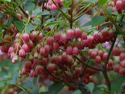 Attēlu rezultāti vaicājumam “Enkianthus chinensis flower”