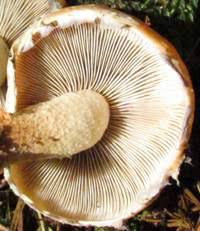 Attēlu rezultāti vaicājumam “Hypholoma lateritium”