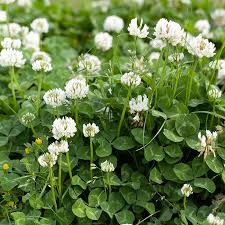 Attēlu rezultāti vaicājumam “Trifolium repens”