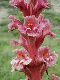 Attēlu rezultāti vaicājumam “Orobanche elatior bud”