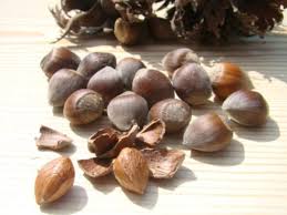 Attēlu rezultāti vaicājumam “Corylus colurna”